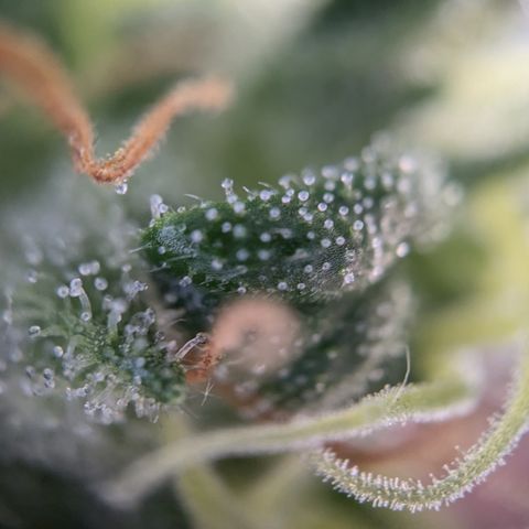 #46 Blueberry Zkittlez Auto growlog timeline photo