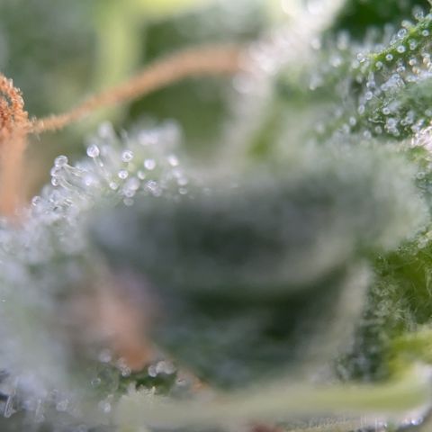 #46 Blueberry Zkittlez Auto growlog timeline photo