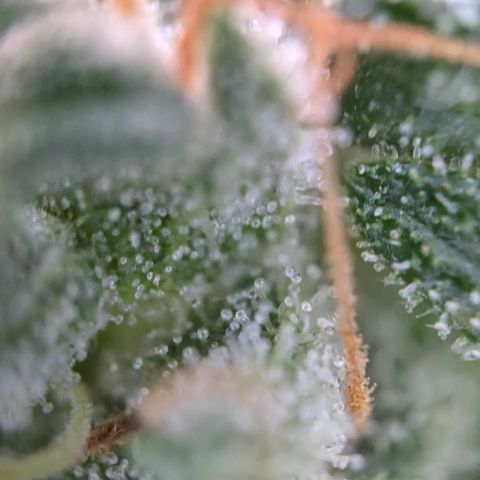 #46 Blueberry Zkittlez Auto growlog timeline photo