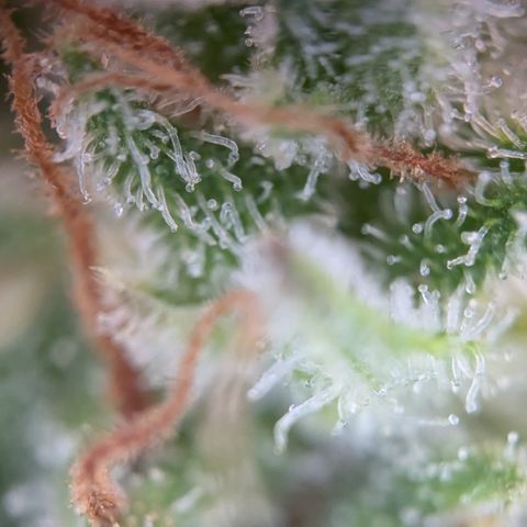 #45 Pure Power Plant Auto growlog timeline photo