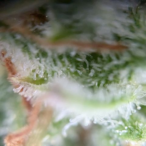#45 Pure Power Plant Auto growlog timeline photo