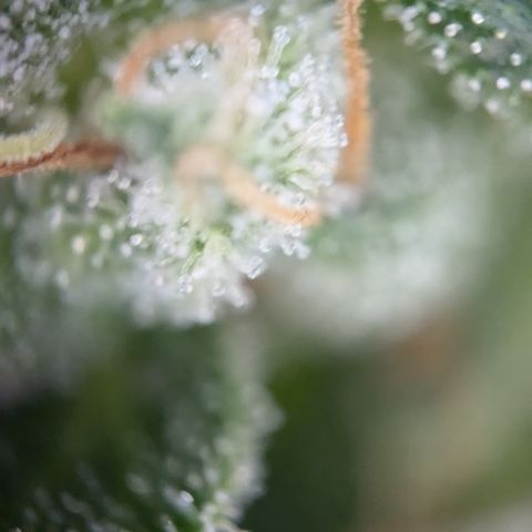#46 Blueberry Zkittlez Auto growlog timeline photo