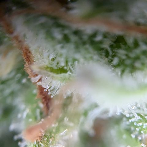 #45 Pure Power Plant Auto growlog timeline photo