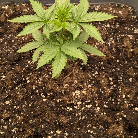 #48 AK47 growlog timeline photo