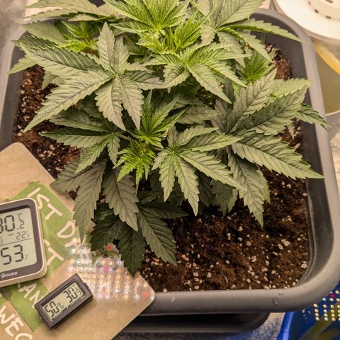 #49 AK47 growlog timeline photo