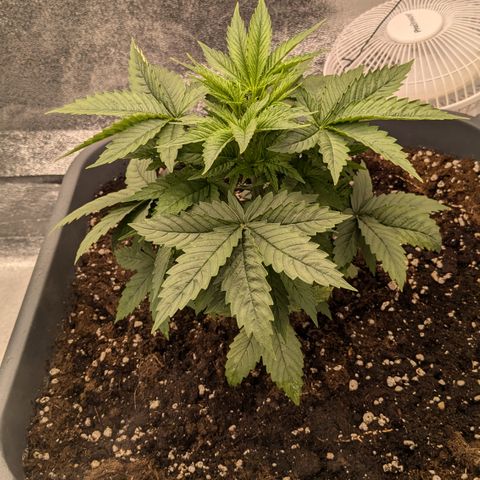 #50 AK47 growlog timeline photo
