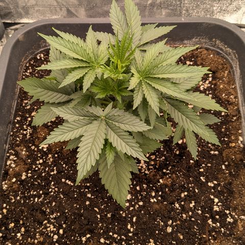 #51 AK47 growlog timeline photo