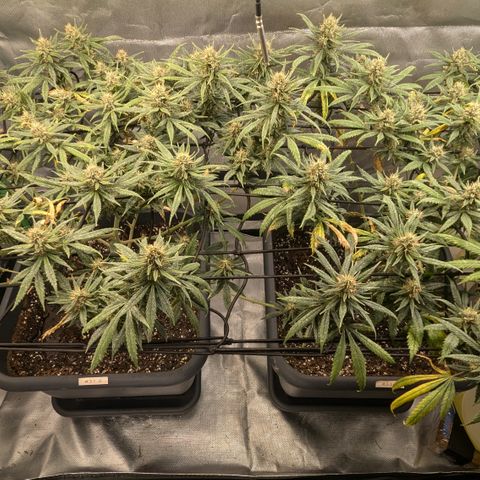 #31.1 White Widow growlog timeline photo