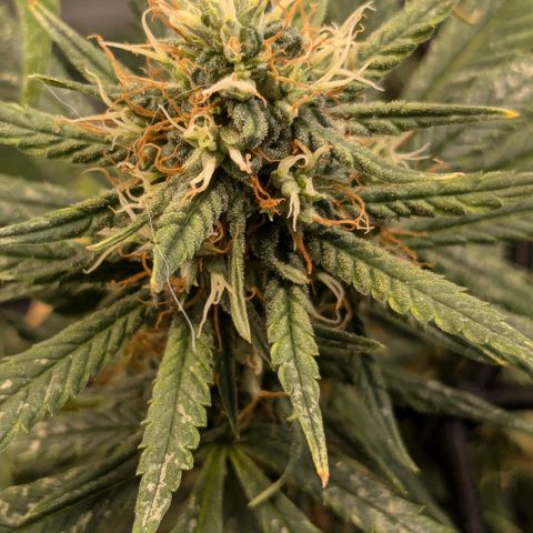 #31.1 White Widow growlog timeline photo