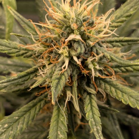 #31.1 White Widow growlog timeline photo
