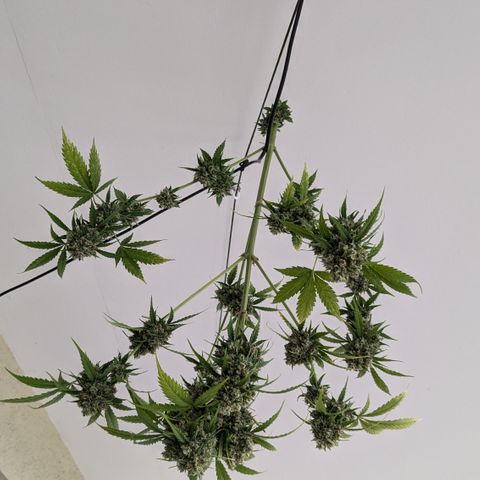 #45 Pure Power Plant Auto growlog photo: Bud rod an den beiden top buds (zu nah zusammen)