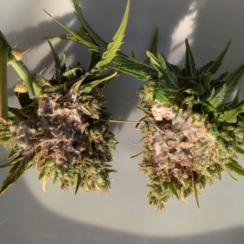 #45 Pure Power Plant Auto growlog photo: Bud rod an den beiden top buds (zu nah zusammen)