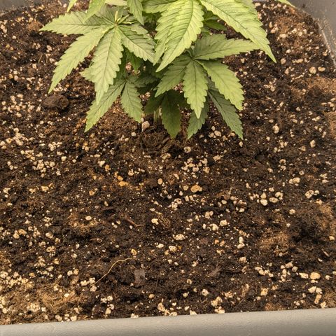 #48 AK47 growlog timeline photo