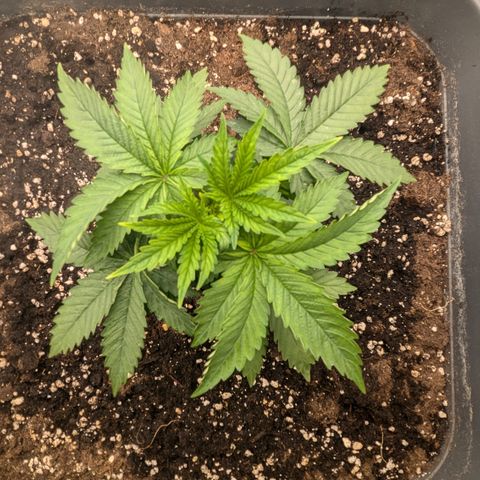 #48 AK47 growlog timeline photo