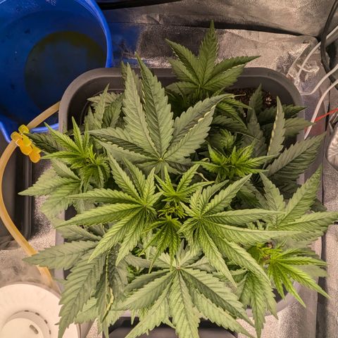 #49 AK47 growlog timeline photo
