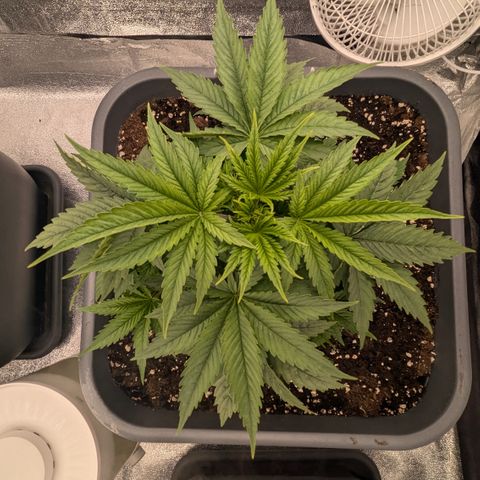 #50 AK47 growlog timeline photo