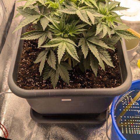 #49 AK47 growlog timeline photo