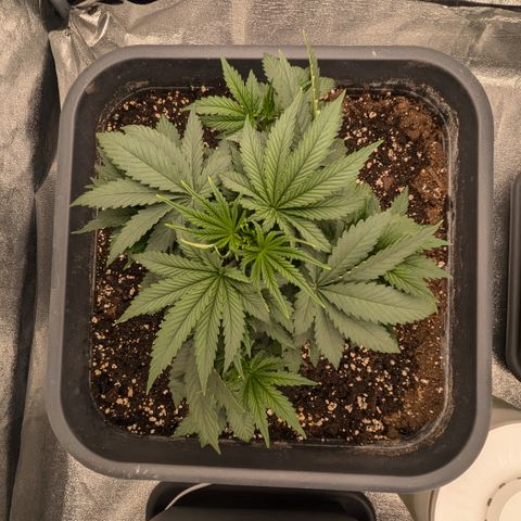 #51 AK47 growlog timeline photo