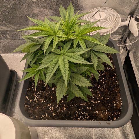 #50 AK47 growlog timeline photo