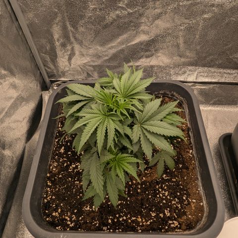 #51 AK47 growlog timeline photo