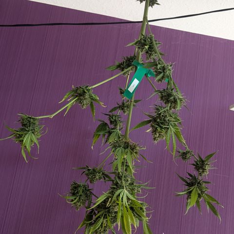 #45 Pure Power Plant Auto growlog photo: Blüten genauer untersucht. Keinen weiteren Befall von Budrod gefunden. Ursache war vermutlich zu spätes Topping.