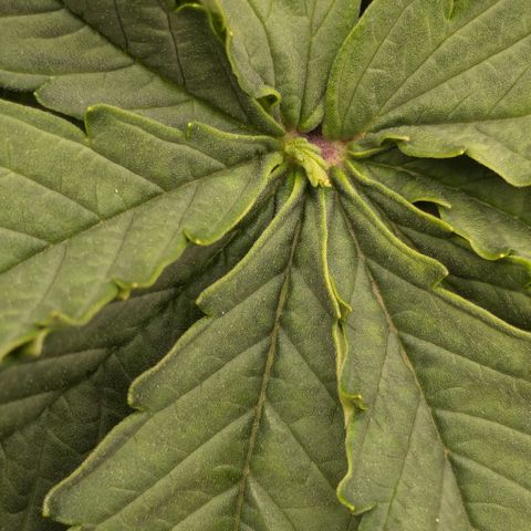 #49 AK47 growlog photo: Blatt in einem Blatt?
