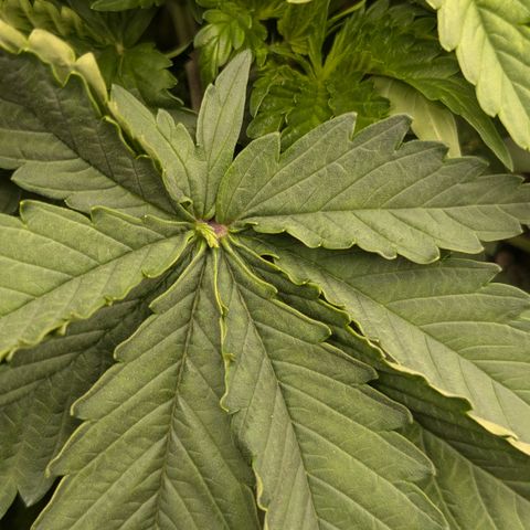 #49 AK47 growlog photo: Blatt in einem Blatt?