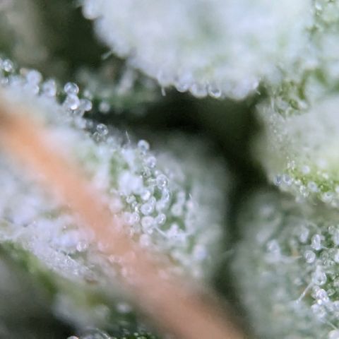 #31.1 White Widow growlog timeline photo