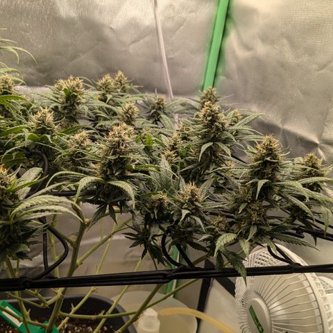 #31.1 White Widow growlog timeline photo