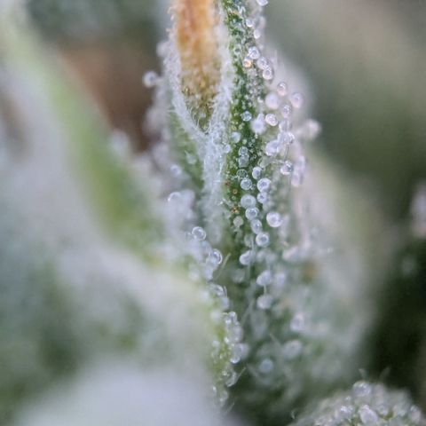 #31.1 White Widow growlog timeline photo