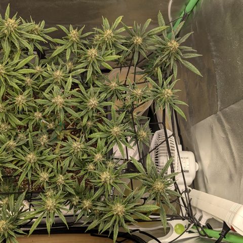 #31.1 White Widow growlog timeline photo