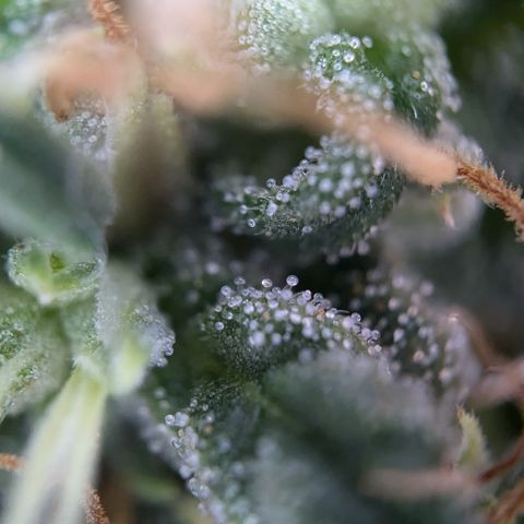 #31.2 White Widow growlog timeline photo
