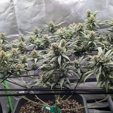 #31.2 White Widow growlog timeline photo