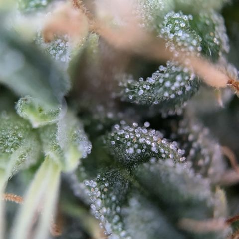 #31.2 White Widow growlog timeline photo