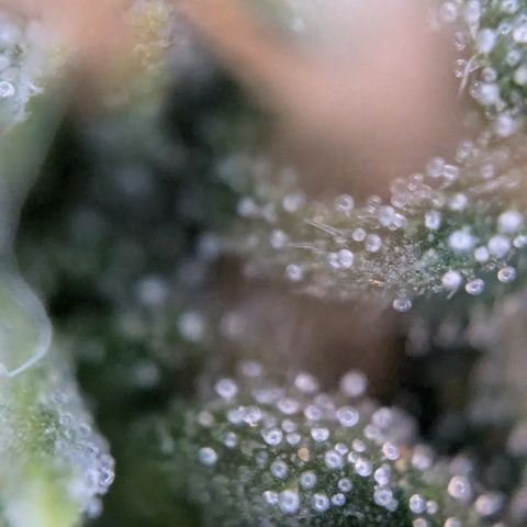 #31.2 White Widow growlog timeline photo