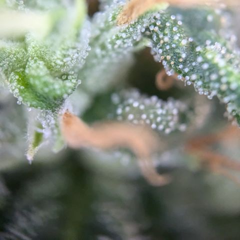 #31.1 White Widow growlog timeline photo
