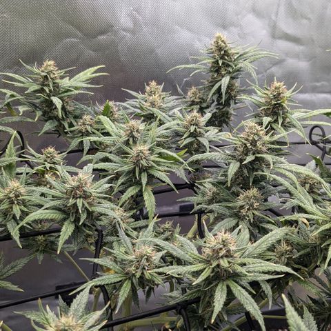 #31.2 White Widow growlog timeline photo