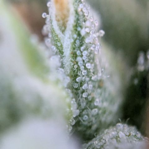 #31.1 White Widow growlog timeline photo