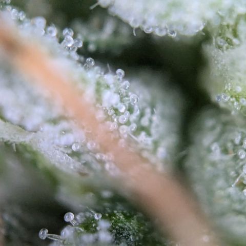 #31.1 White Widow growlog timeline photo