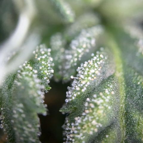 #31.1 White Widow growlog timeline photo