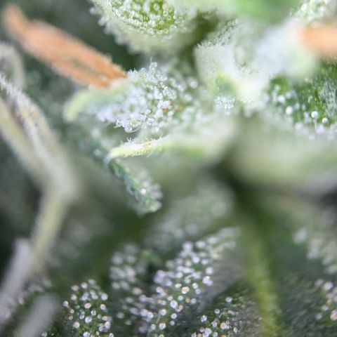 #31.1 White Widow growlog timeline photo