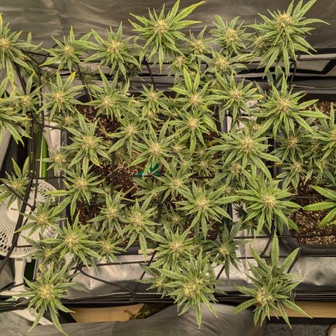 #31.2 White Widow growlog timeline photo