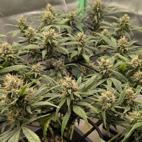 #31.1 White Widow growlog timeline photo