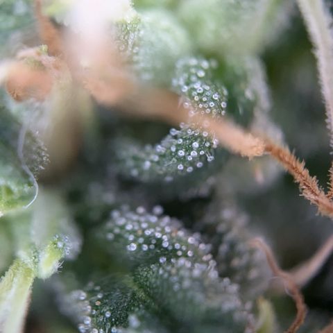 #31.2 White Widow growlog timeline photo