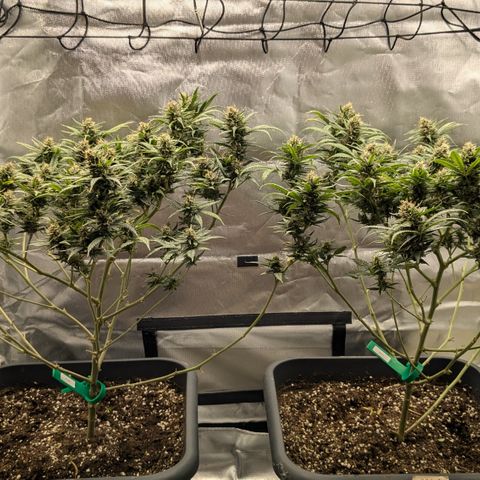 #31.1 White Widow growlog timeline photo