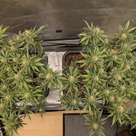 #31.1 White Widow growlog timeline photo