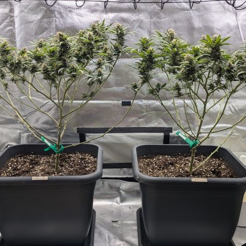 #31.1 White Widow growlog timeline photo