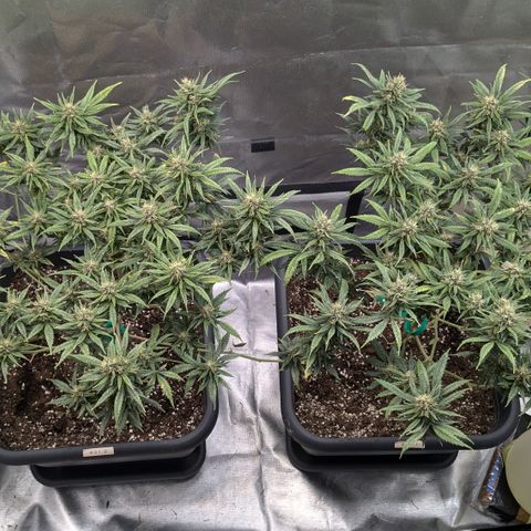 #31.1 White Widow growlog timeline photo