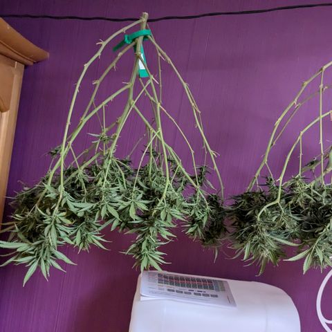 #31.1 White Widow growlog timeline photo