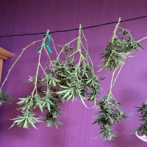#31.1 White Widow growlog timeline photo